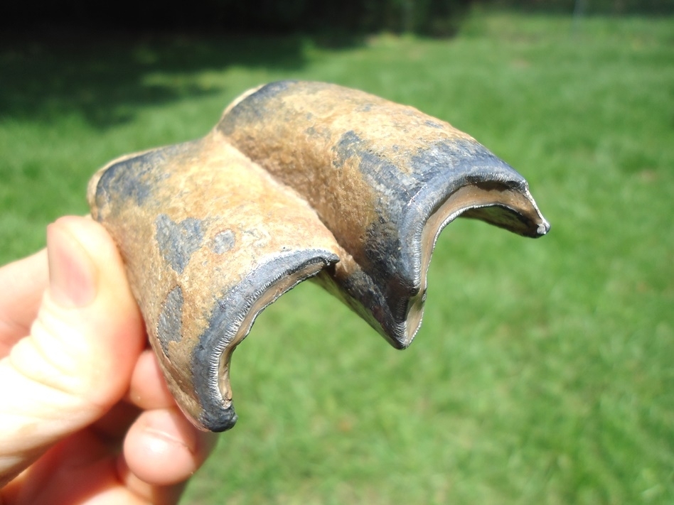Large image 5 Top Quality Bone Valley Rhino Tooth