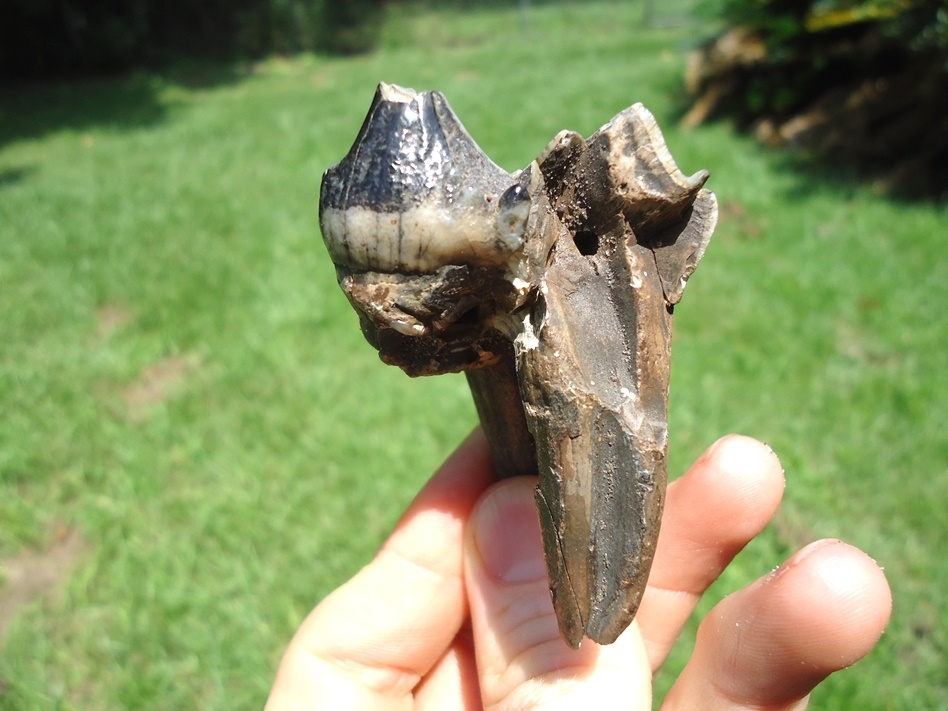 Large image 1 Bargain Rooted Juvenile Mastodon Tooth