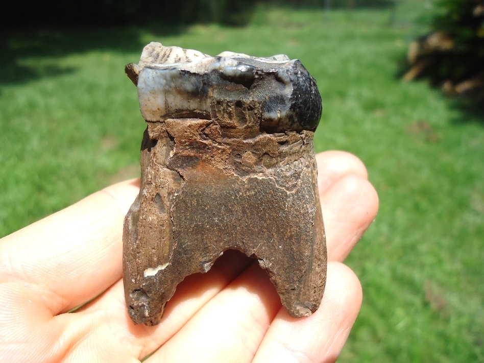 Large image 4 Bargain Rooted Juvenile Mastodon Tooth