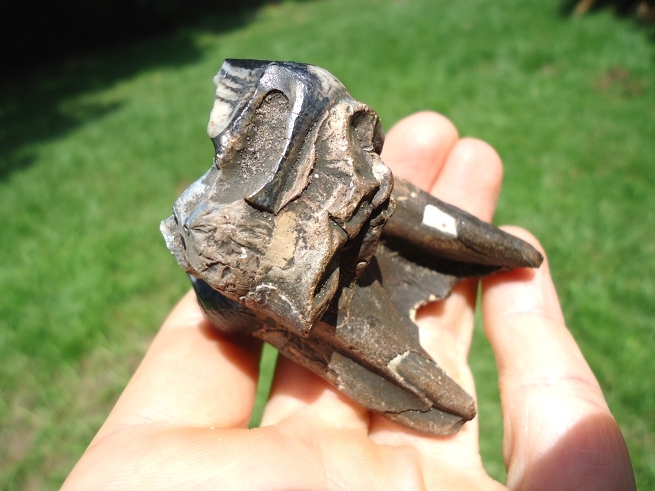 Large image 5 Bargain Rooted Juvenile Mastodon Tooth