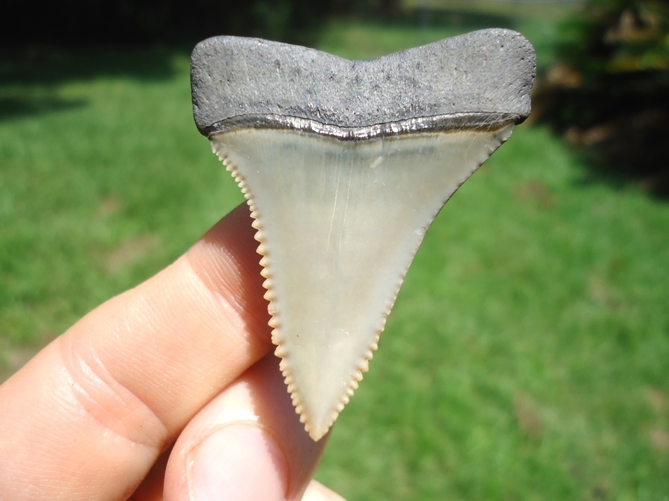 Large image 1 Super Sharp Great White Shark Tooth