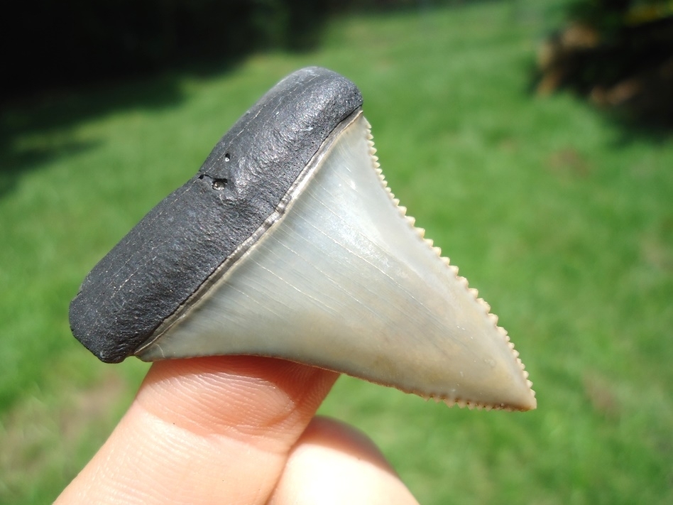 Large image 2 Super Sharp Great White Shark Tooth