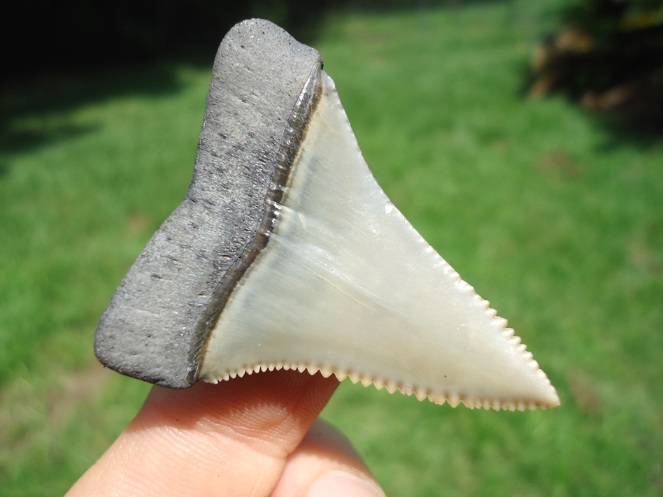 Large image 3 Super Sharp Great White Shark Tooth