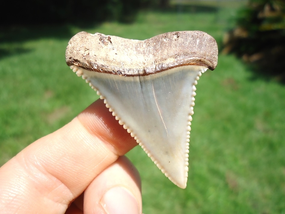 Large image 1 Choice Quality Peruvian Great White Shark Tooth