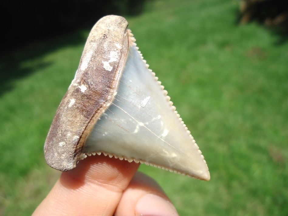 Large image 2 Choice Quality Peruvian Great White Shark Tooth