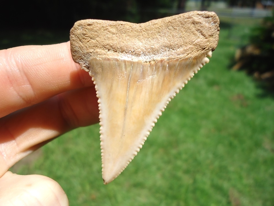 Large image 1 Exceptional 2.25' Chilean Great White Shark Tooth