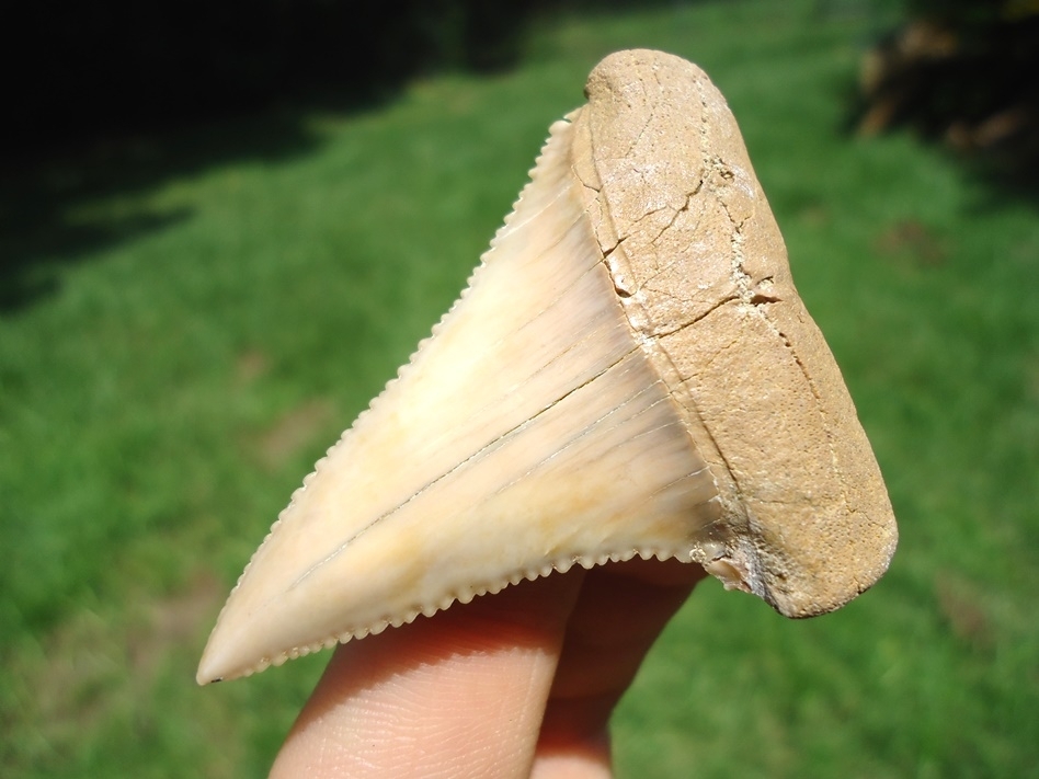 Large image 2 Exceptional 2.25' Chilean Great White Shark Tooth