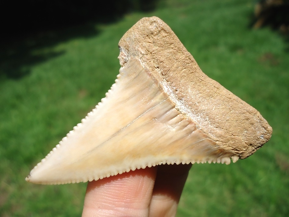 Large image 3 Exceptional 2.25' Chilean Great White Shark Tooth