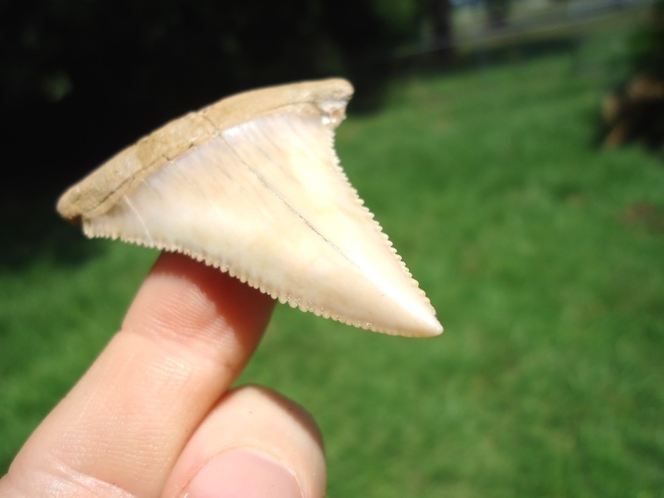 Large image 4 Exceptional 2.25' Chilean Great White Shark Tooth