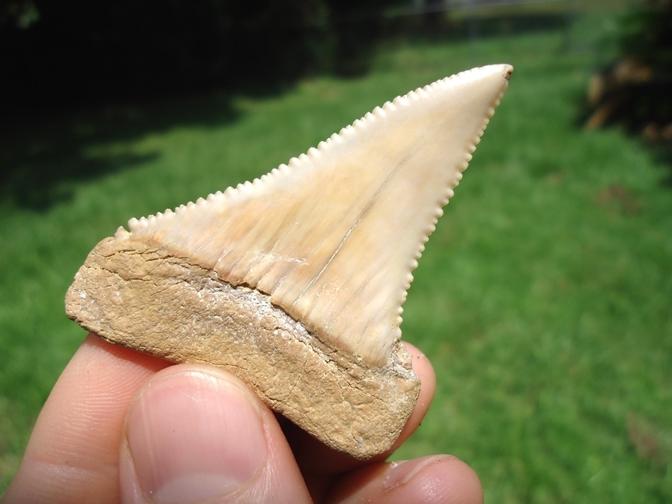 Large image 5 Exceptional 2.25' Chilean Great White Shark Tooth