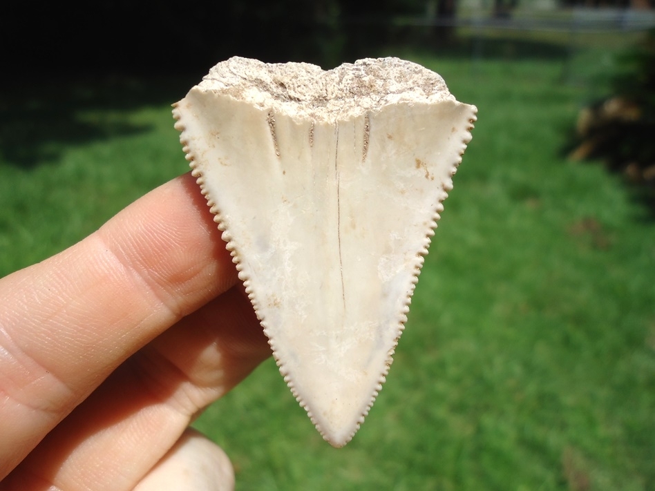 Large image 1 Attractive Cream Great White Shark Tooth Blade