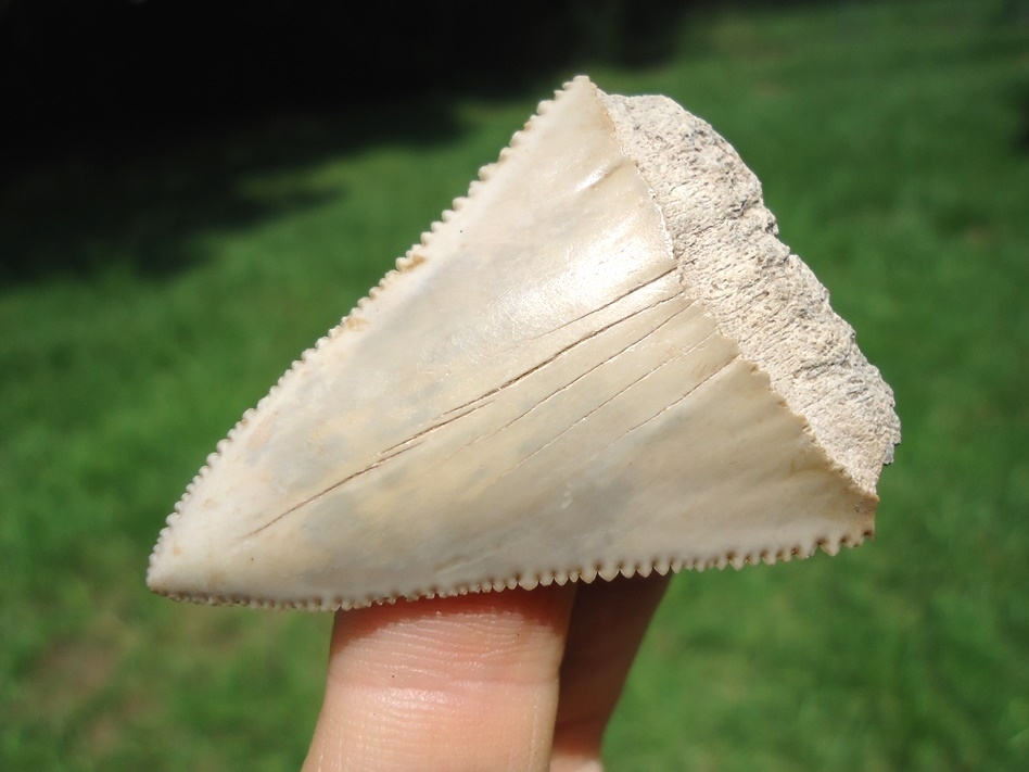 Large image 2 Attractive Cream Great White Shark Tooth Blade