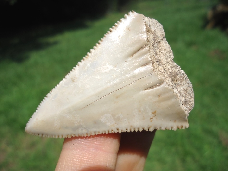 Large image 3 Attractive Cream Great White Shark Tooth Blade