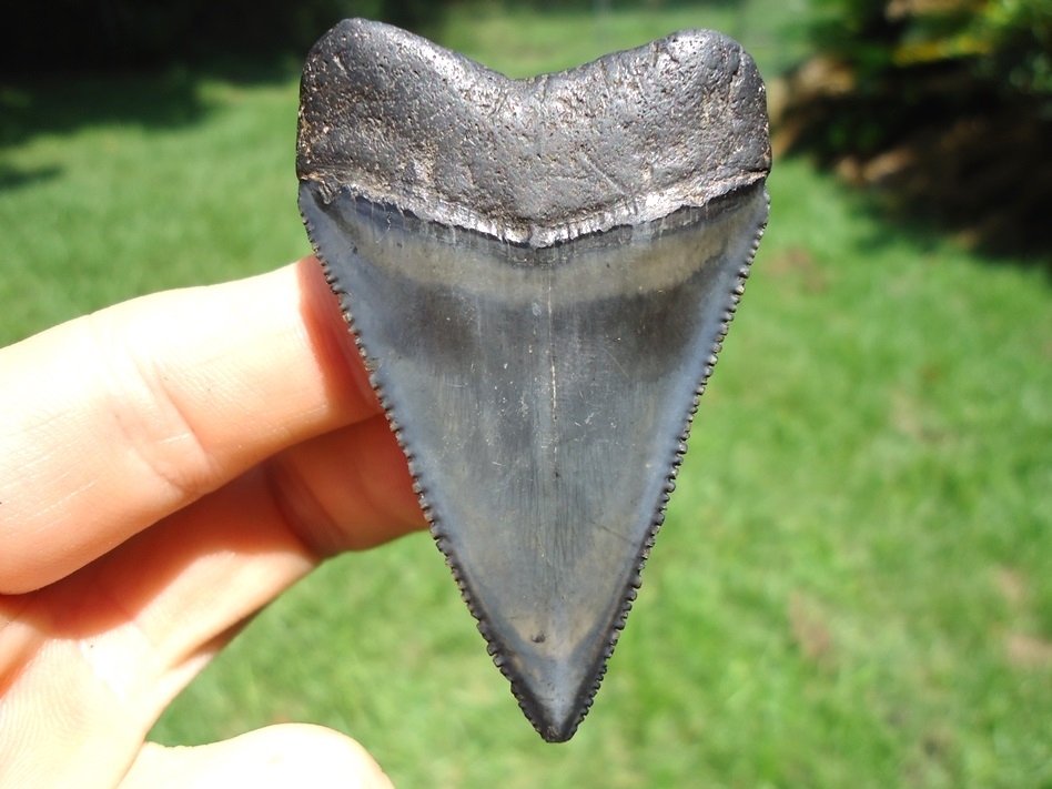Large image 1 Upper Principal 2.30' Great White Shark Tooth