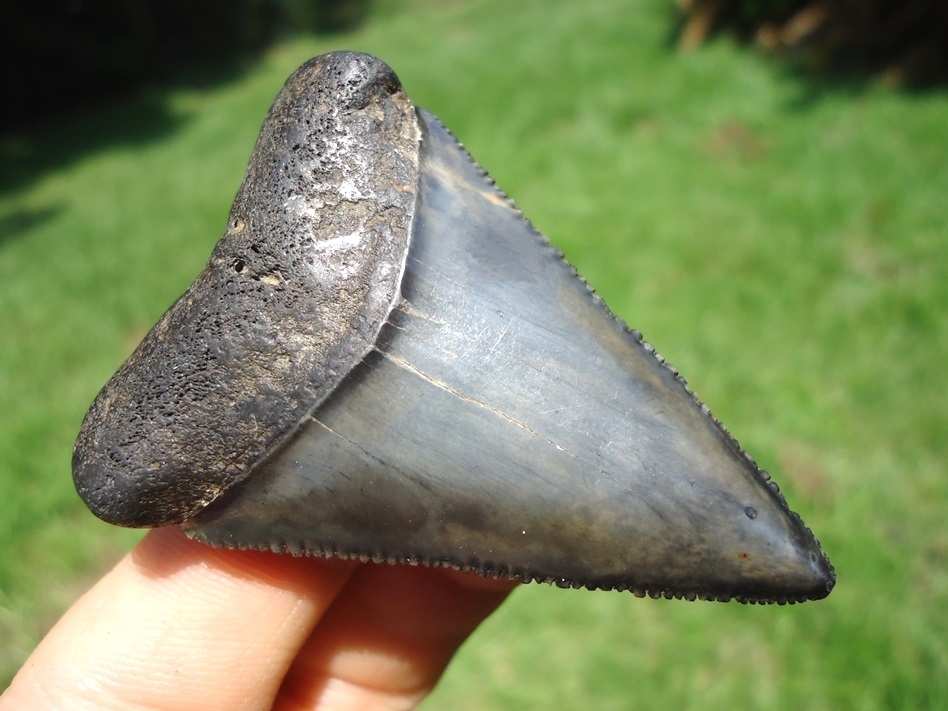Large image 2 Upper Principal 2.30' Great White Shark Tooth