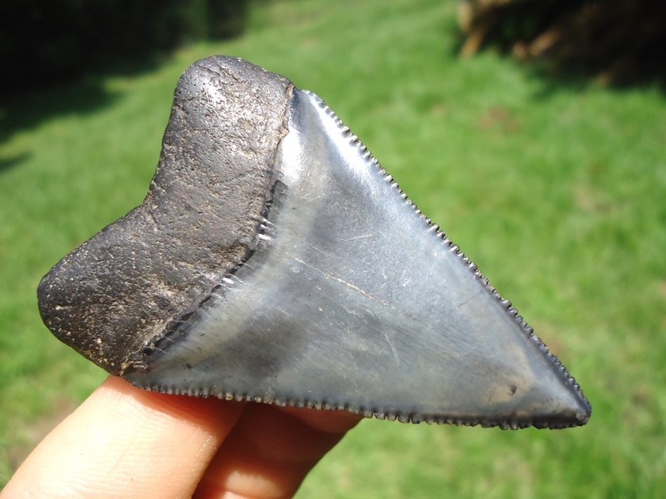Large image 3 Upper Principal 2.30' Great White Shark Tooth