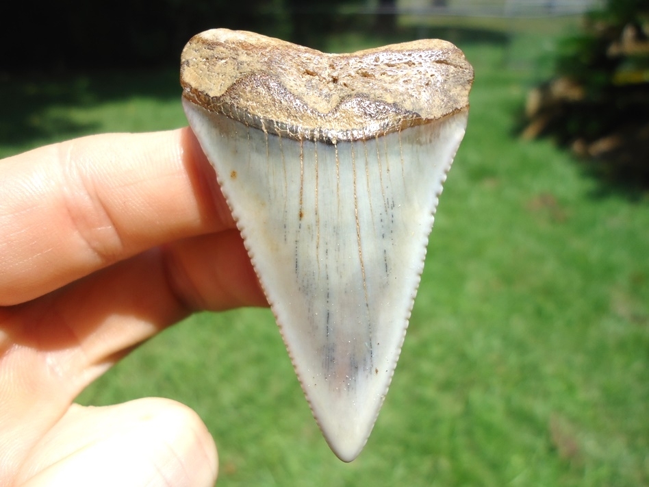 Large image 1 Large 2.35' Florida Great White Shark Tooth