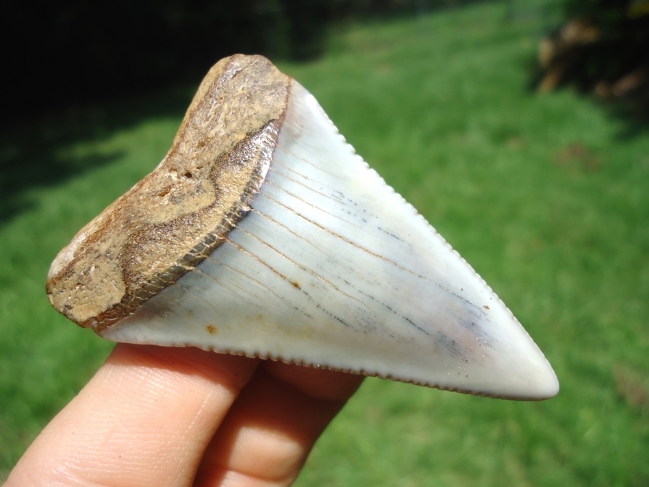 Large image 2 Large 2.35' Florida Great White Shark Tooth