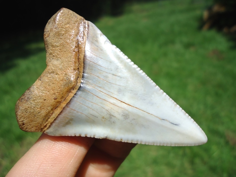 Large image 3 Large 2.35' Florida Great White Shark Tooth