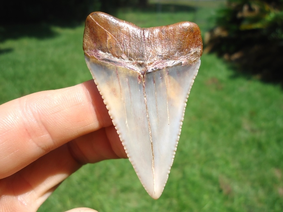 Large image 1 Incredible Peruvian Great White Shark Tooth