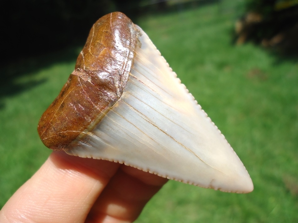 Large image 2 Incredible Peruvian Great White Shark Tooth