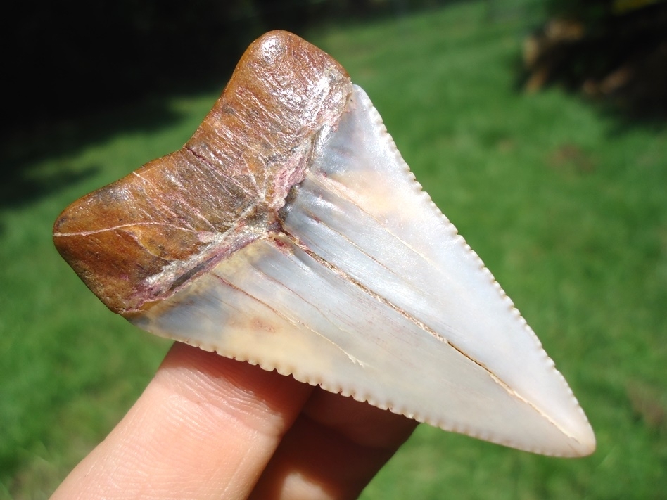 Large image 3 Incredible Peruvian Great White Shark Tooth
