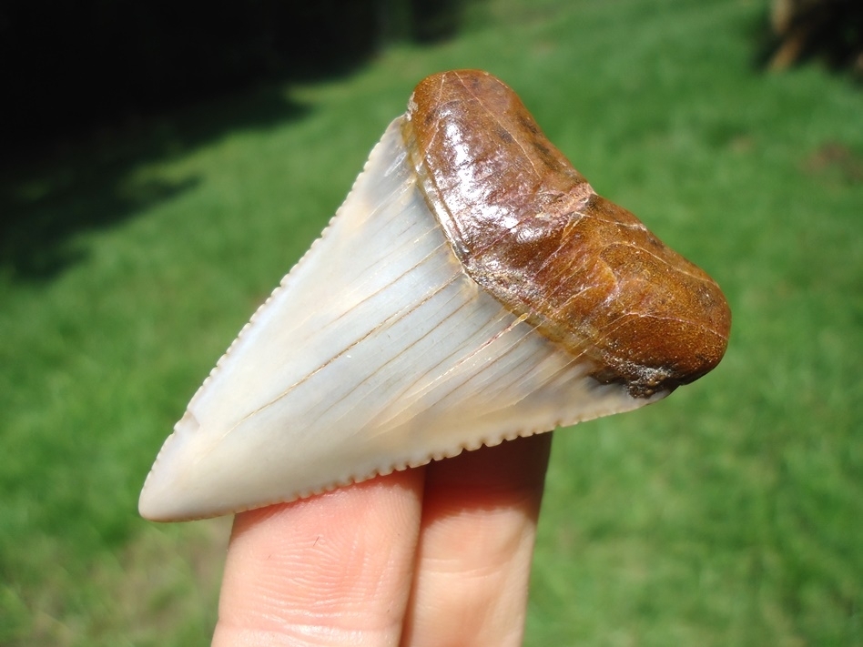 Large image 5 Incredible Peruvian Great White Shark Tooth