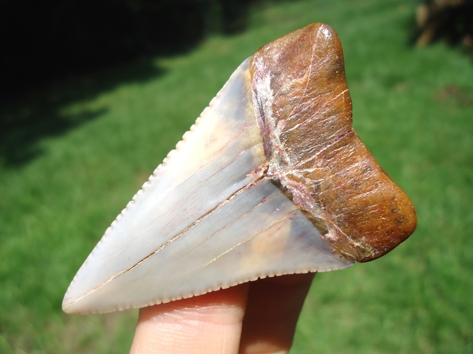 Large image 6 Incredible Peruvian Great White Shark Tooth