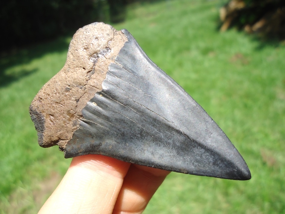 Large image 1 Bargain Hastalis Shark Tooth