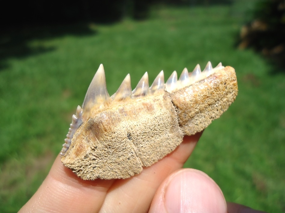 Large image 4 Chilean Cow Shark Tooth