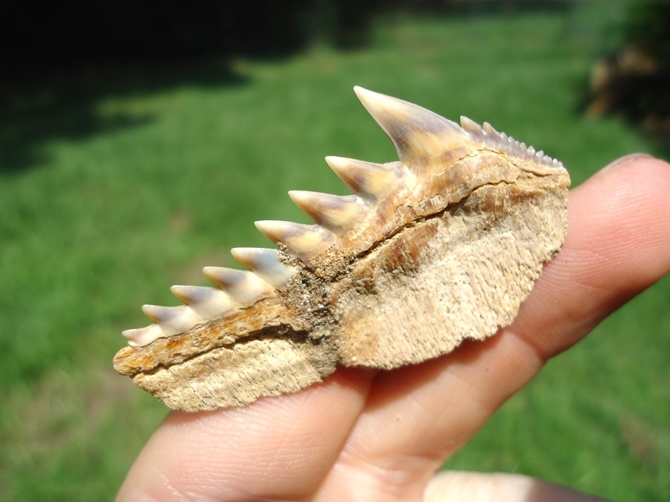 Large image 5 Chilean Cow Shark Tooth