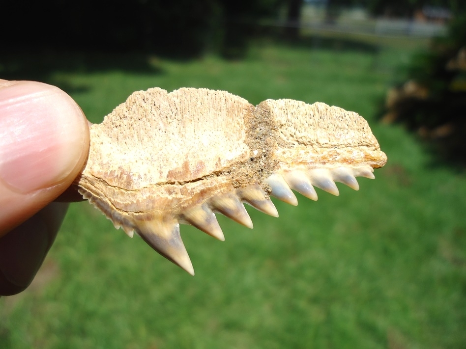 Large image 1 Chilean Cow Shark Tooth