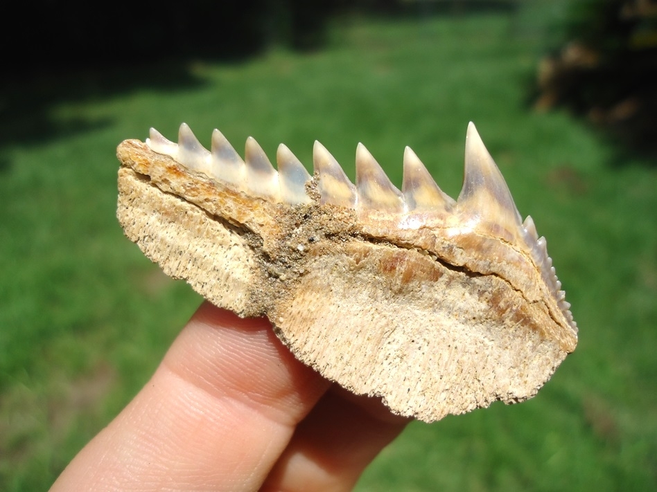 Large image 2 Chilean Cow Shark Tooth