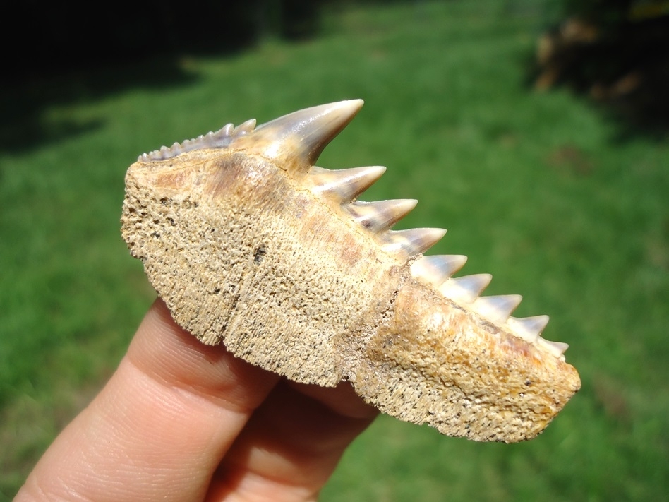 Large image 3 Chilean Cow Shark Tooth