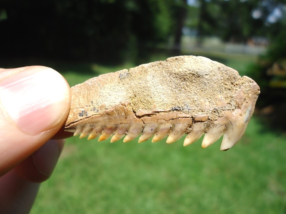 Large image 1 Chilean Cow Shark Tooth