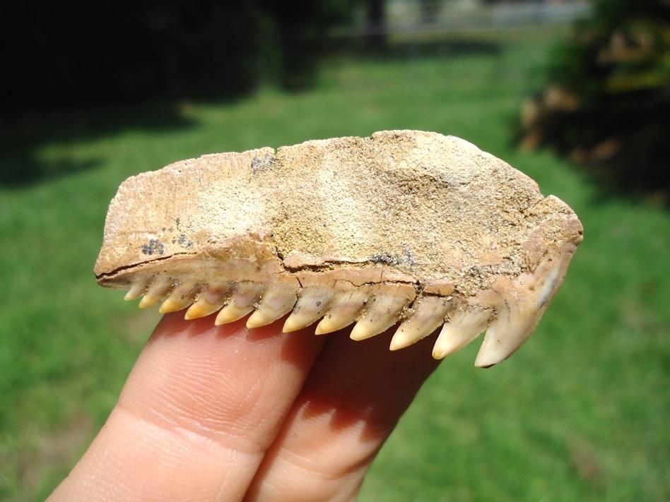 Large image 3 Chilean Cow Shark Tooth