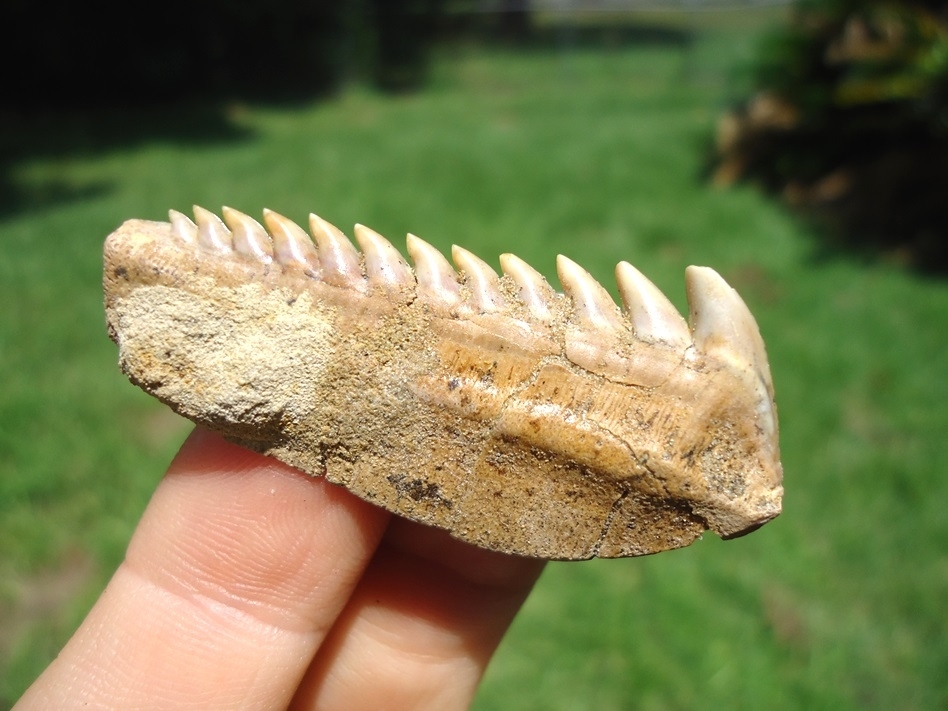 Large image 4 Chilean Cow Shark Tooth