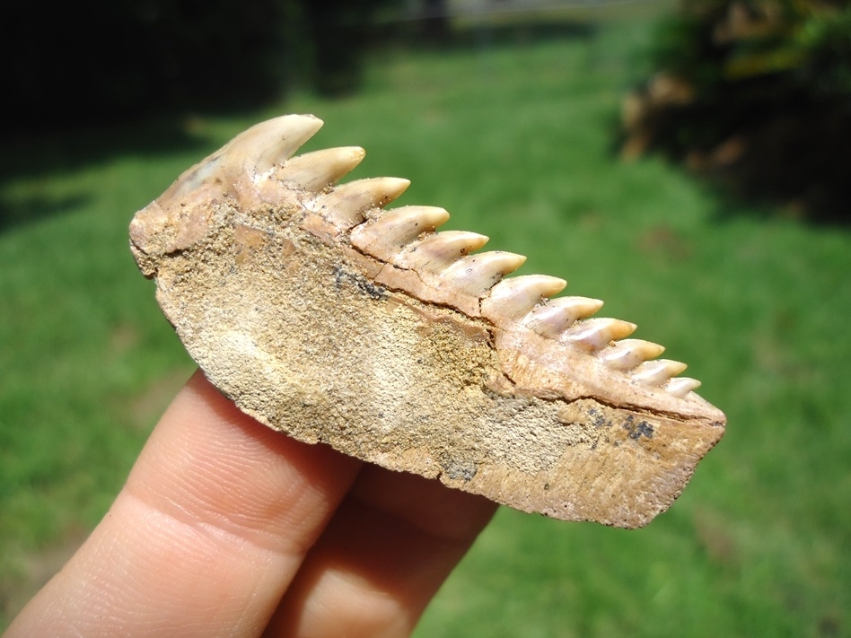 Large image 5 Chilean Cow Shark Tooth