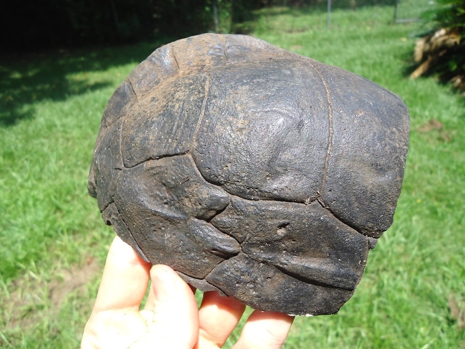 Large image 1 Huge Section of Extinct Giant Box Turtle Shell