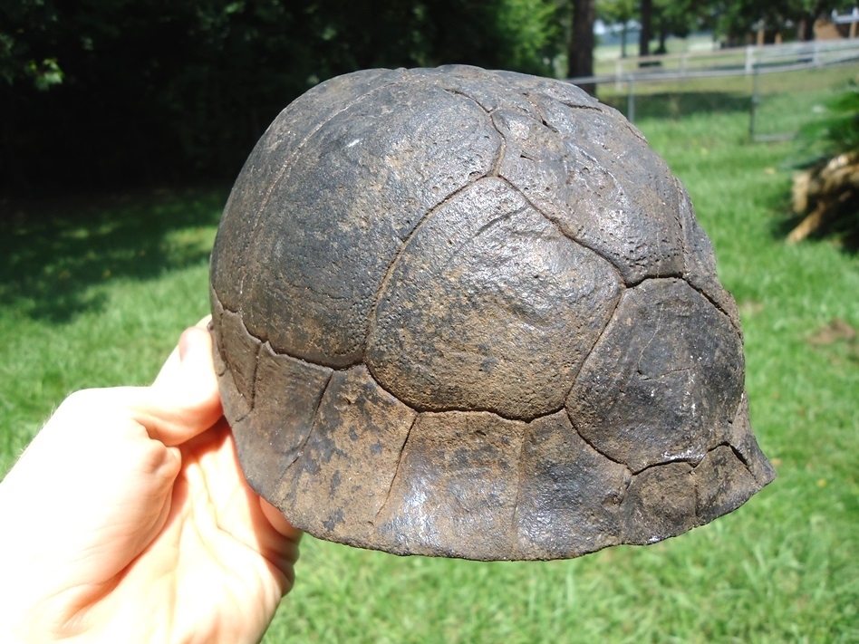 Large image 2 Huge Section of Extinct Giant Box Turtle Shell