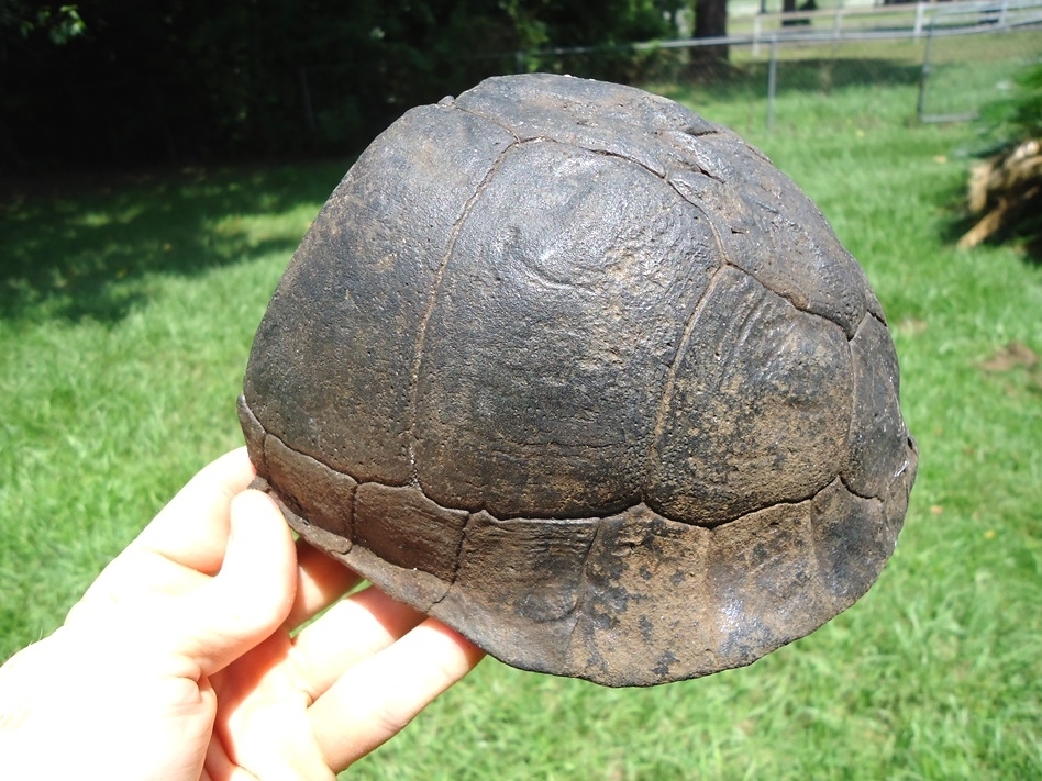 Large image 5 Huge Section of Extinct Giant Box Turtle Shell