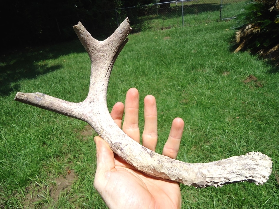 Large image 1 Large Fossil Deer Antler