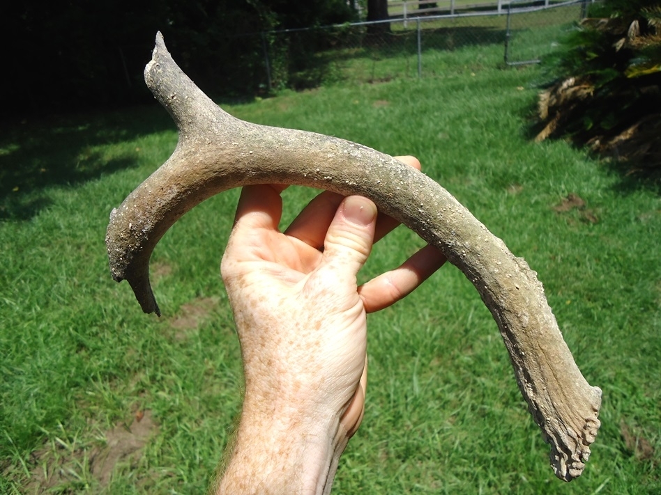 Large image 2 Large Fossil Deer Antler