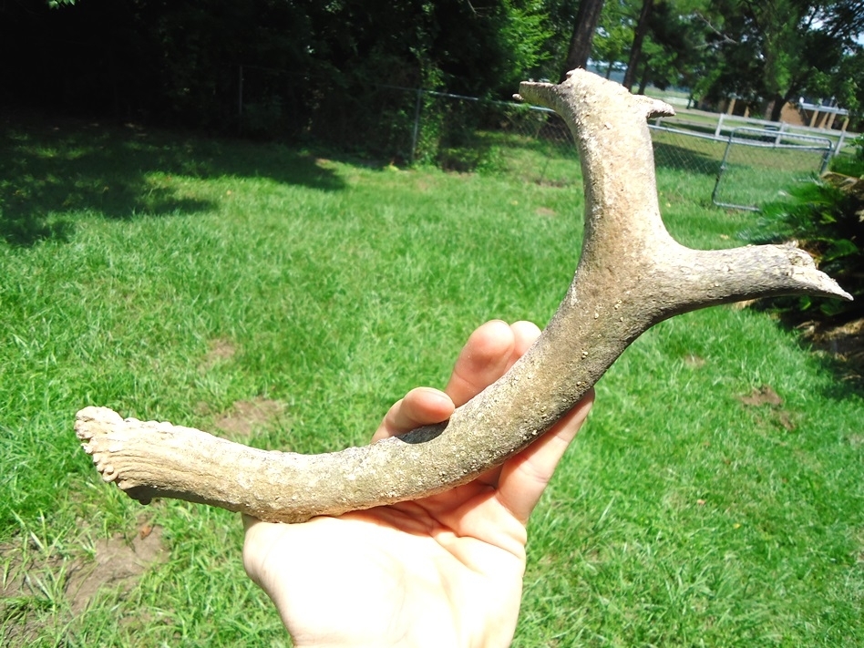 Large image 3 Large Fossil Deer Antler