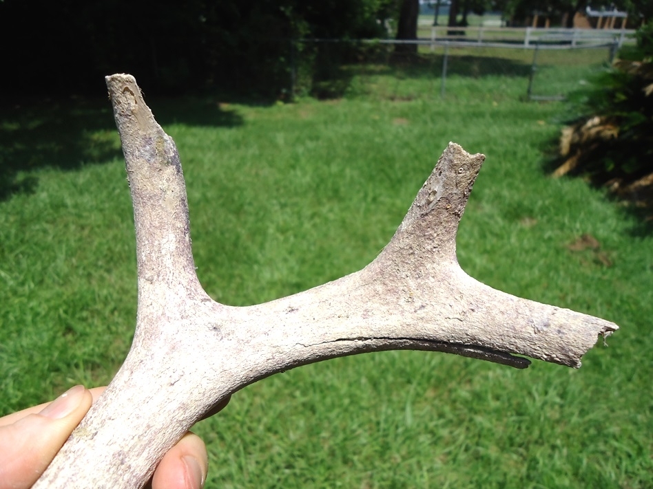 Large image 5 Large Fossil Deer Antler