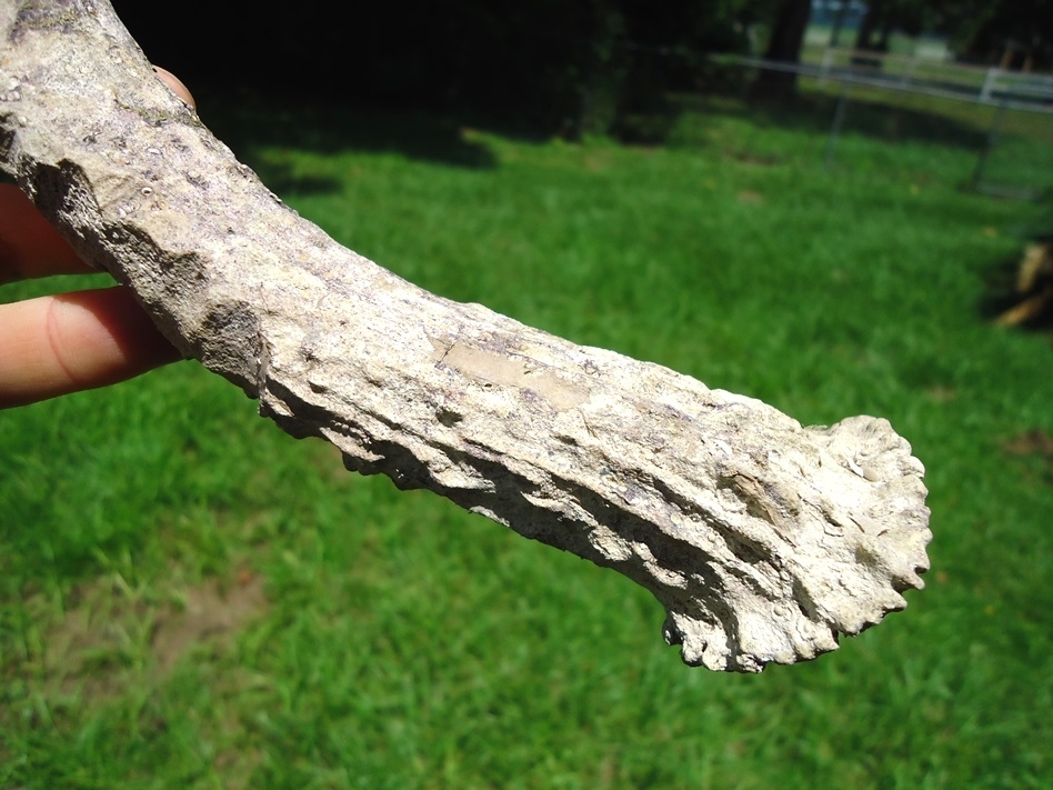 Large image 6 Large Fossil Deer Antler