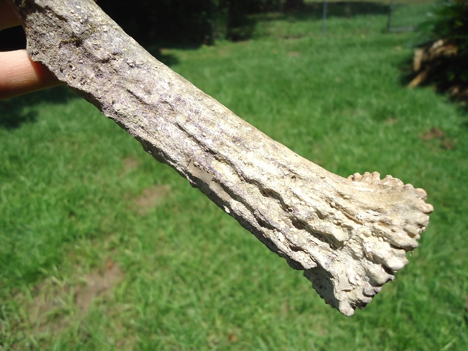 Large image 7 Large Fossil Deer Antler