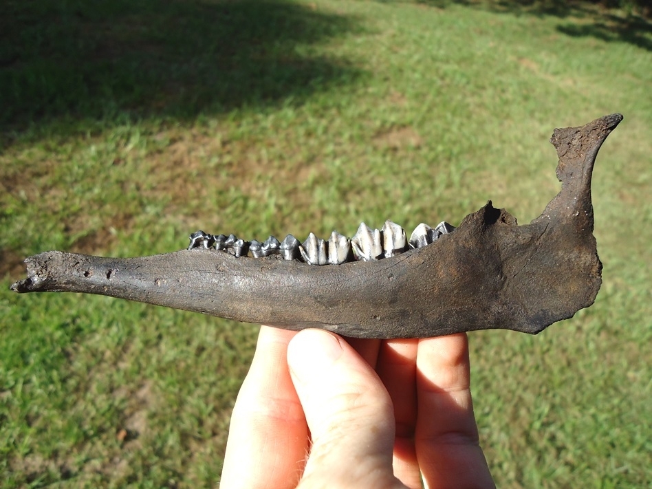 Large image 1 Awesome Deer Mandible with Six Teeth