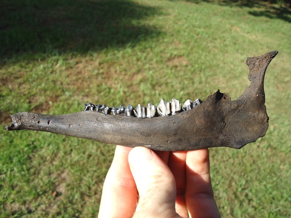 Large image 1 Awesome Deer Mandible with Six Teeth