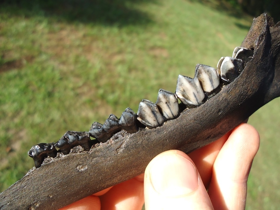 Large image 3 Awesome Deer Mandible with Six Teeth